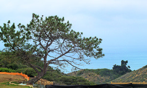 actual_view_torrey_pines_logo